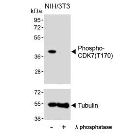 Western blot testing of lysate from mouse NIH 3T3 cells treated or non-treated with lambda protein p