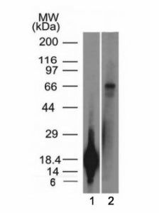 Western blot testing of a 1) partial recombinant protein and 2) A431 cell lysate using TRIM29 antibo