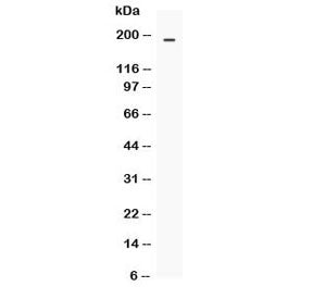 MRP4 Antibody / ABCC4