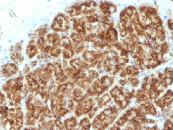 IHC testing of FFPE human pancreas tissue with MAML2 antibody (clone MAML2/1302). Staining of FFPE t