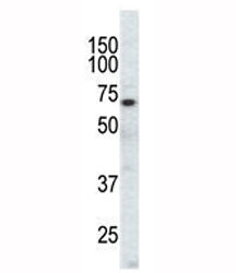 EphA3 Antibody