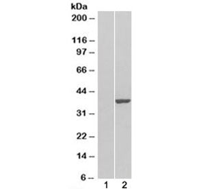 Western blot of HEK293 lysate overexpressing GRAP2 probed with GRAP2 antibody (mock transfection in 