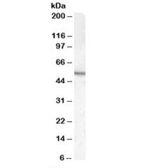 Western blot testing of mouse testis lysate with ARSA antibody at 0.5ug/ml. Expected molecular weigh