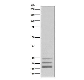 FGF2 Antibody / Fibroblast growth factor 2