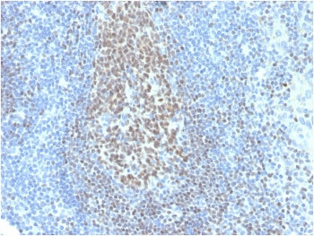 PAX5 Antibody