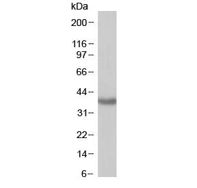 SIRT4 Antibody
