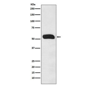 IgG Heavy Chain Antibody