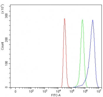 SULT1C4 Antibody / Sulfotransferase 1C4