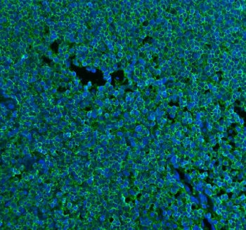 Immunofluorescent staining of FFPE human tonsil tissue with CD45 antibody (green) and DAPI nuclear s