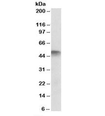 Western blot testing of human skeletal muscle lysate with ATG4C antibody at 2ug/ml. Predicted molecu