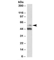 PYROXD1 Antibody