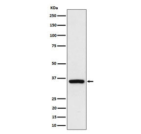 Rad51D Antibody