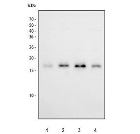 Survivin Antibody