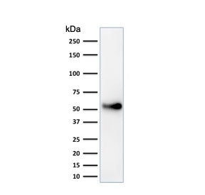 Western blot testing of human HeLa cell lysate with anti-p53 antibody (clone SPM589). Expetected mol