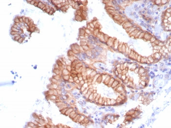 IHC staining of FFPE human stomach tissue with Migfilin-1 antibody (clone FBLIM1/8189R). HIER: boil 