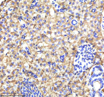 IHC staining of FFPE zebrafish liver tissue with Zebrafish Alcama antibody, HRP-labeled secondary an