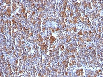 Bax Antibody