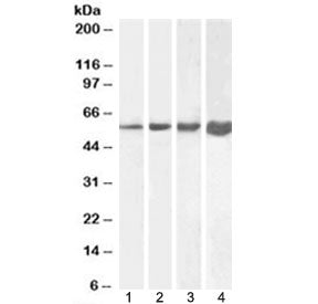 Desmin Antibody