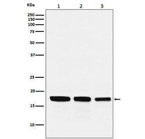 Western blot testing of 1) human HepG2, 2) mouse kidney and 3) rat heart lysate with GABARAP antibod