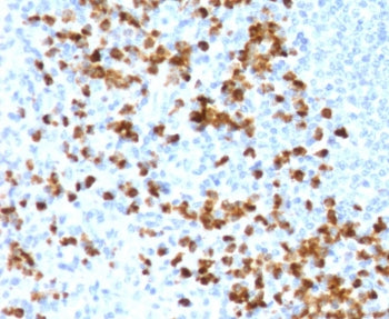 IHC testing of FFPE human spleen with recombinant MMP9 antibody (clone MXMP9-1R). Required HIER: boi