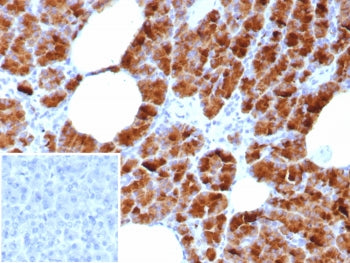 IHC staining of FFPE human pancreas tissue with Glycoprotein 2 antibody (clone GP2/8618R). Inset: PB