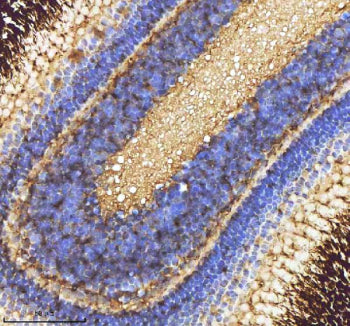 IHC staining of FFPE zebrafish eye tissue with Zebrafish Caspase 9 antibody, HRP-labeled secondary a