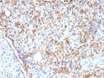 IHC staining of FFPE human parathyroid tissue with CD109 antibody (clone CD109/9955). HIER: boil tis