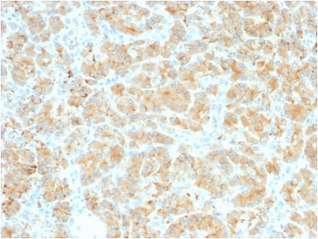 IHC testing of FFPE human pancreas with recombinant Glycoprotein 2 antibody (clone GP2/2569R). HIER: