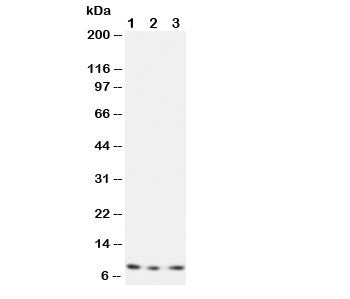 Western blot testing of CX3CL1 antibody and Lane 1: recombinant human protein 10ng; 2: 5ng; 3: 2.5ng