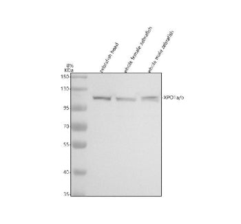 Western blot analysis of Xpo1a/b protein using Zebrafish Xpo1 antibody and 1) zebrafish head, 2) who