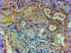 Myb Antibody