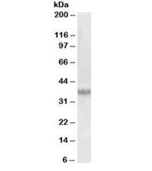 Western blot testing of human prostate lysate with Clusterin antibody at 0.03ug/ml. Predicted molecu