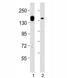 KDM6A Antibody