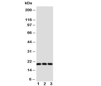 Thy1 Antibody CD90