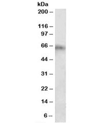 Cyp2d5 Antibody