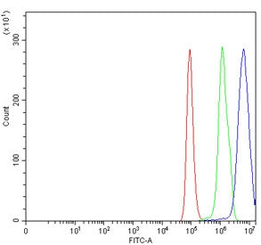 KLF13 Antibody