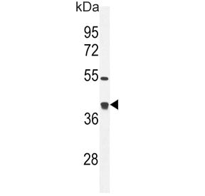 Western blot testing of mouse bladder tissue lysate with Glutaredoxin 3 antibody. Predicted molecula
