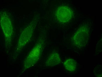 Immunofluorescence testing of HeLa cells with ODZ3 antibody at 10ug/ml [green] shows staining of nuc