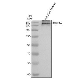 Western blot analysis of Polr2a protein using Zebrafish Polr2a antibody and zebrafish embryo tissue 