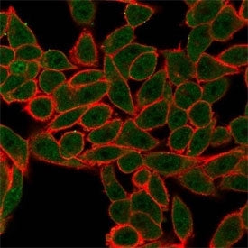 Immunofluorescent staining of PFA-fixed human HeLa cells. Cytoplasmic P-bodies and nucleoplasm show staining with AGO3 antibody (green, clone PCRP-AGO3-1C5), and phalloidin counterstain (red).