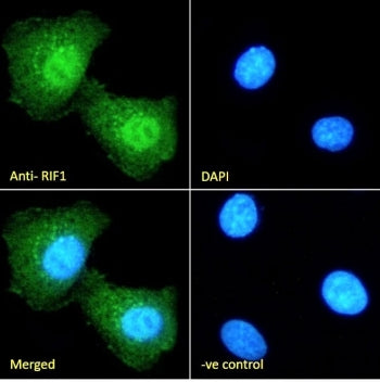 IF/ICC staining of fixed and permeabilized human HEK293 cells with RIF1 antibody (green) at 10ug/ml 