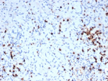 Granzyme B Antibody