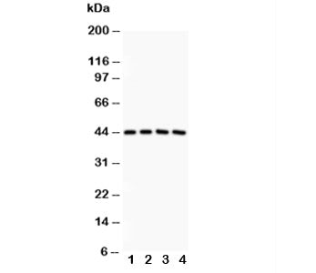 SIRT3 Antibody