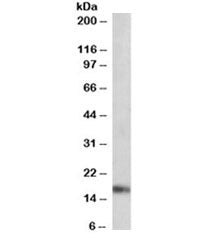 Western blot testing of mouse heart lysate with ANF antibody at 0.01ug/ml. Predicted molecular weigh