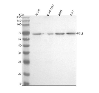 Western blot analysis of MSL3 using anti-MSL3 antibody. Lane 1: human Jurkat whole cell lysates, Lan