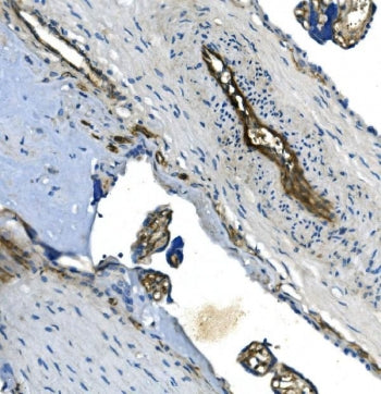 IHC staining of FFPE human placenta with GNG11 antibody. HIER: boil tissue sections in pH8 EDTA for 