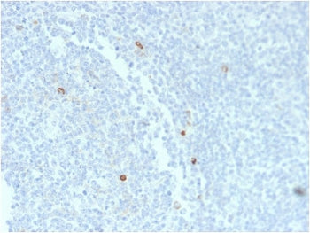 IHC staining of FFPE human tonsil tissue with recombinant IgM Heavy Chain antibody (clone rIM373). H