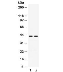 RAD51C Antibody