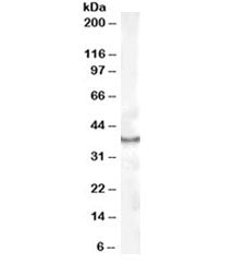 Western blot testing of human kidney lysate with CDX2 antibody at 1ug/ml. Predicted molecular weight