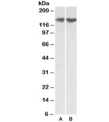 REST Antibody